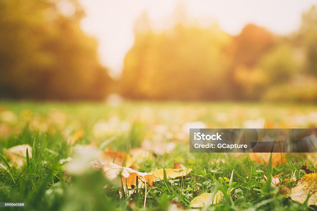 colorful leaves in the grass, fall season colorful leaves in the grass, fall season, slightly toned photo Autumn Stock Photo