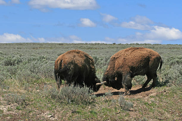 istock Young Bison Bulls fighting in Hayden Valley in Yellowstone NP 590062306
