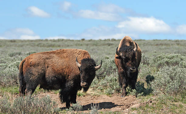 istock Young Bison Bulls facing off in Hayden Valley in Yellowstone 590062336