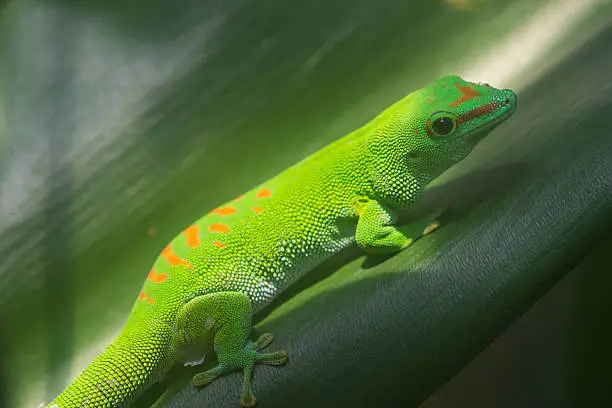 green gecko on a jungle leaf