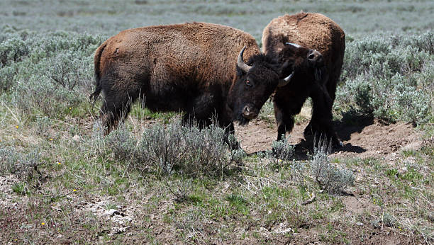 istock Young Bison Buffalo Bulls fighting and locking horns Hayden Valley 590062716