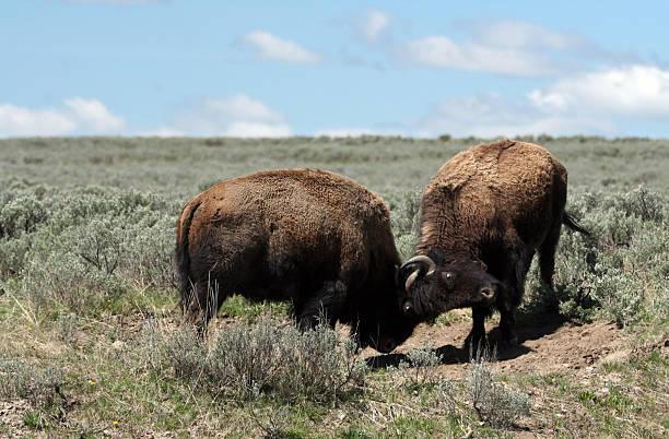 Young Buffalo Bulls fighting in Hayden Valley Yellowstone