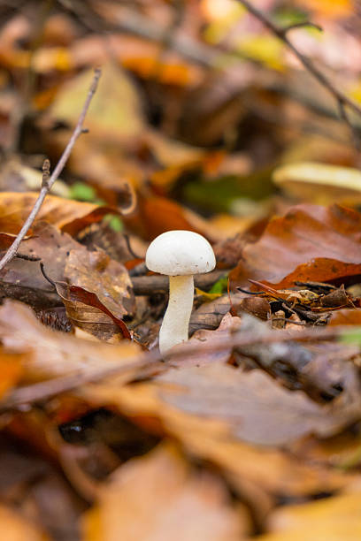 istock White mushroom in autumn 590062918