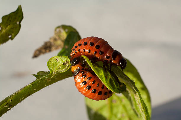 maggot colorado käfer - crop farm nature man made stock-fotos und bilder