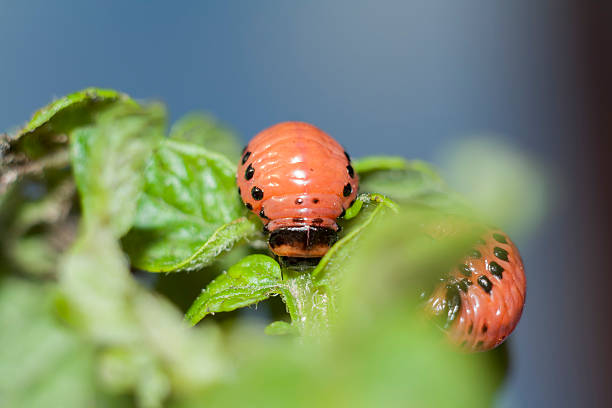 maggot colorado käfer - crop farm nature man made stock-fotos und bilder