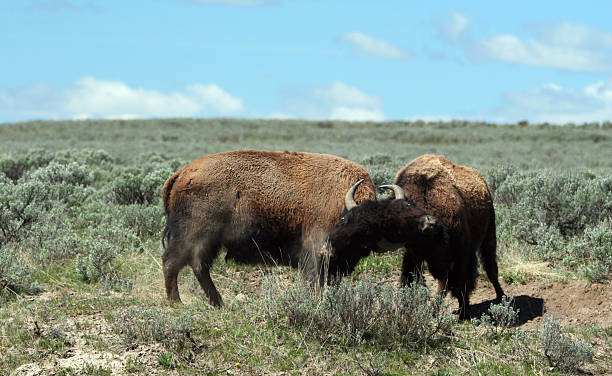istock Young Buffalo Bulls sparring in Hayden Valley in Yellowstone NP 590063382
