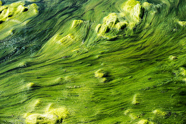 Algae in river Corrib, Galway, Ireland Above view of Algae in river Corrib, Wild Atlantic Way, Galway, Ireland. algal bloom stock pictures, royalty-free photos & images