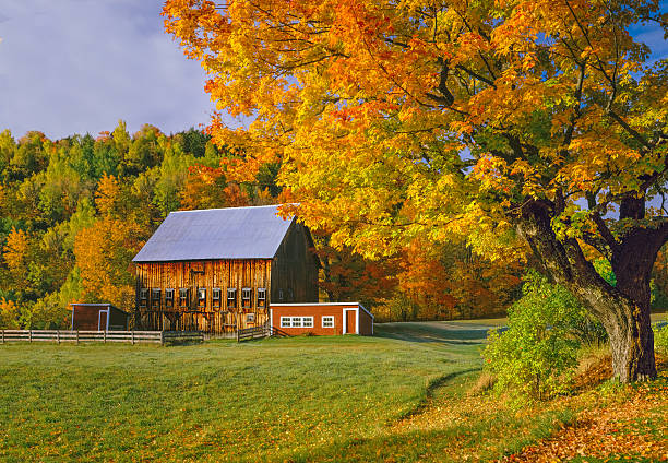 istock Autumn sugar maple and rustic barn Vermont country side 590065842