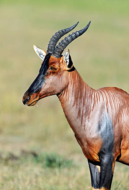 antílope topi en la sabana - masai mara national reserve masai mara topi antelope fotografías e imágenes de stock