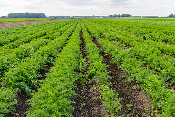 istock Large field with carrot plants at a vegetable farm 590066122