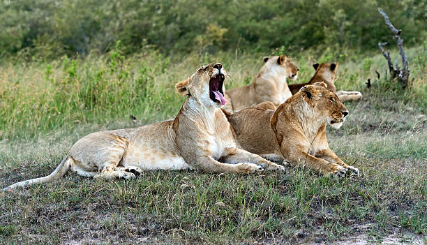 istock Portrait of young Lion 590066128