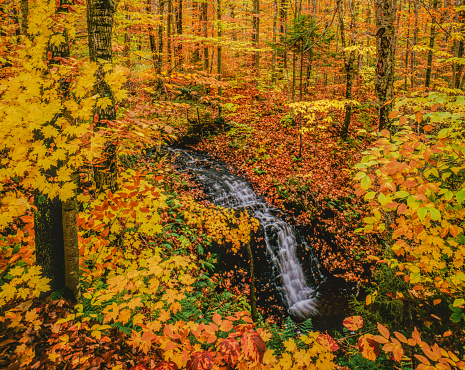 A small stream flows through the hardwood forest of the Green Mountains, Vermont