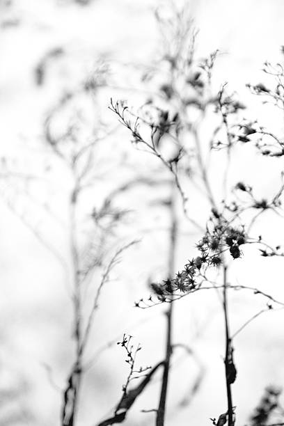 wildflowers in winter stock photo