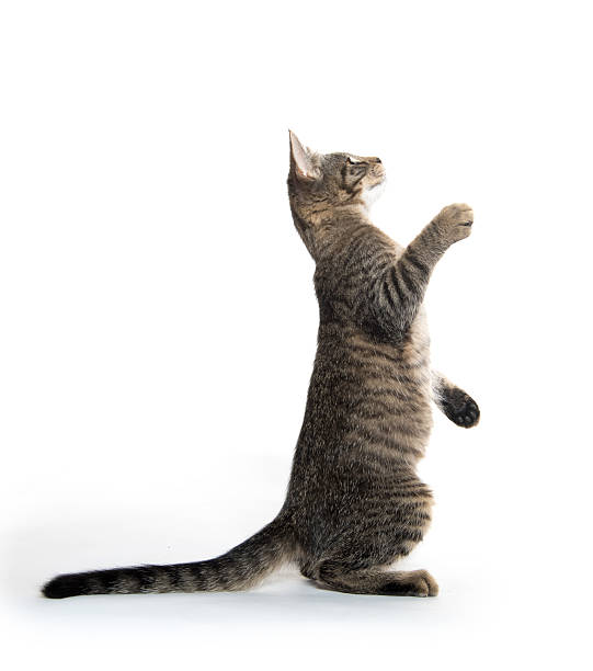 istock Cute tabby kitten on hind legs 590066994