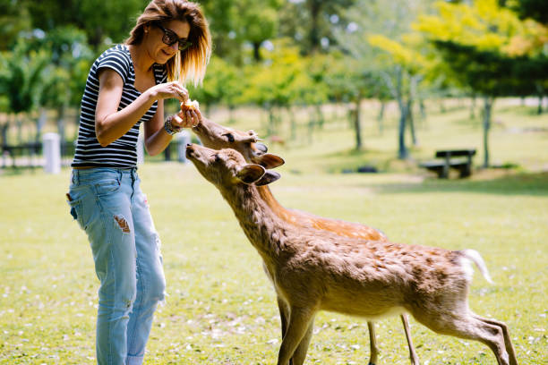 Young woman feeding deers and fallow deers in Japan Portrait of beautiful young woman feeding animals in Nara, Japan love roe deer stock pictures, royalty-free photos & images