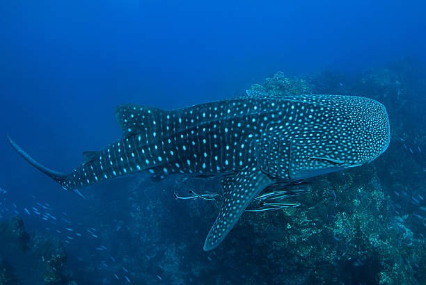 istock Whale shark in Richelieu Rock, North Andaman, 590067558