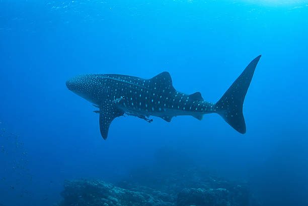 istock Whale shark in Richelieu Rock, North Andaman, 590067690