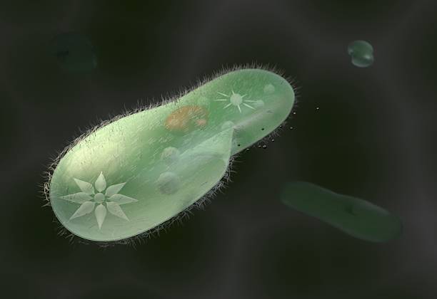 modell biologischer mikroorganismus paramecium caudatum 3d illustration - model organism stock-fotos und bilder