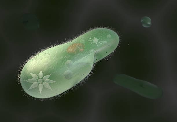 model biologiczny mikroorganizm paramecium caudatum 3d ilustracja - model organism zdjęcia i obrazy z banku zdjęć