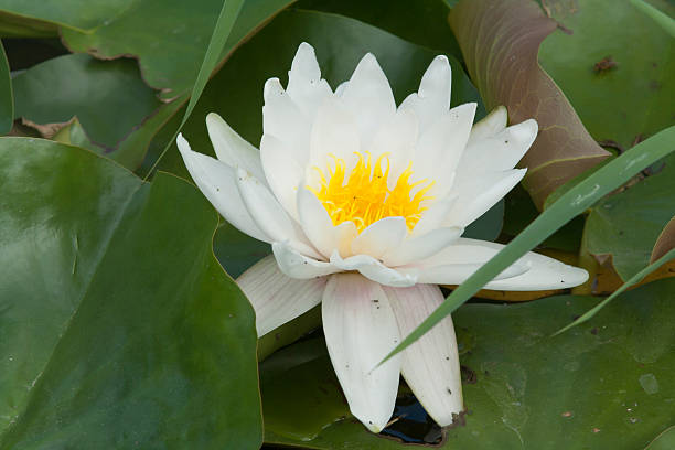 istock lotus flower on the water 590068588
