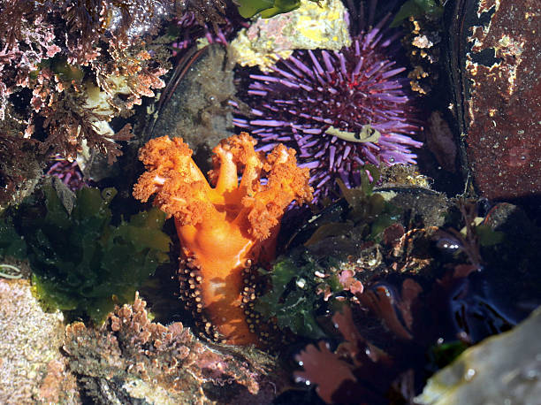 istock Orange Sea Cucumber - Cucumaria miniata 590068596