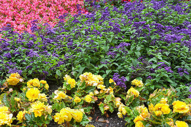 istock Yellow and violet flowers 590069332