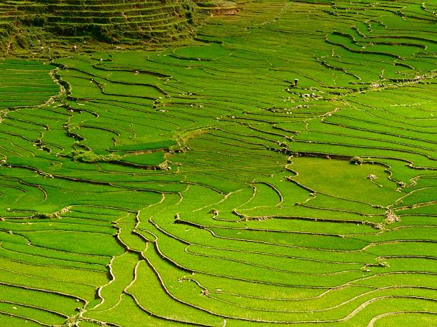 istock Vietnam-Sapa, rice terraces, landscape 590069610