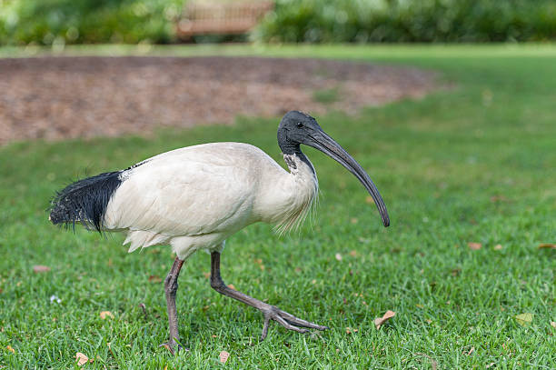istock Australian white ibis. Threskiornis molucca 590069788