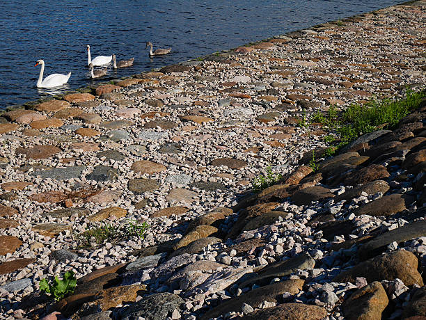White and Grey five Swan family with stone backround