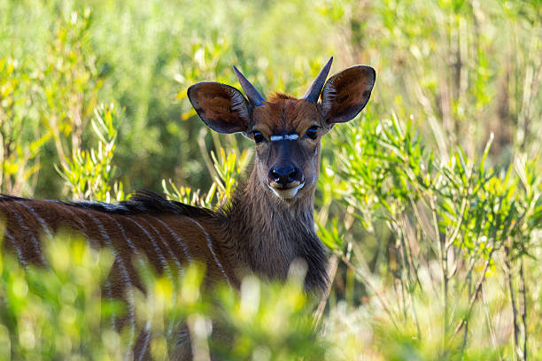 bush-buck young bush-buck lying secretively in the shade of a tree amongst the rich green grassland bush bushbuck stock pictures, royalty-free photos & images