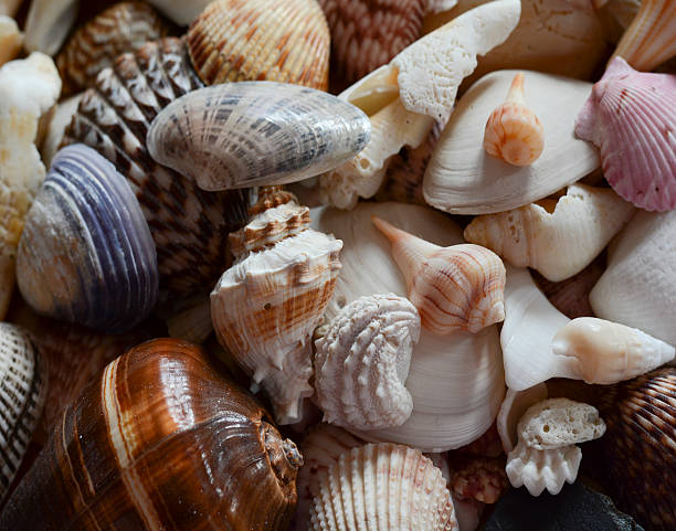 istock Pile of Seashells 590071158