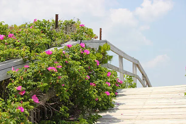 Photo of Beach Boardwalk