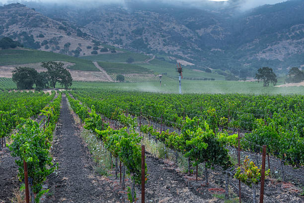 istock Before sunrise in the Napa Valley 590072334
