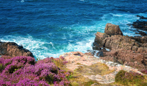 istock Pink Heather at rocky coastline 590072388