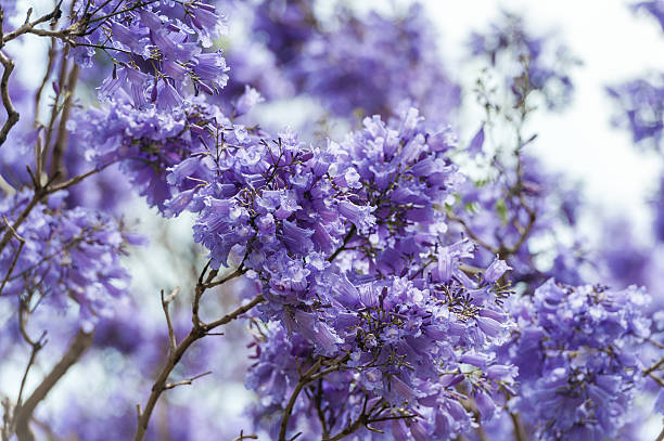 istock Blooming Blue Jacaranda Tree in Sydney Royal Botanic Gardens 590072448