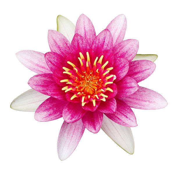 istock Pink lotus flower isolated on white 590072586