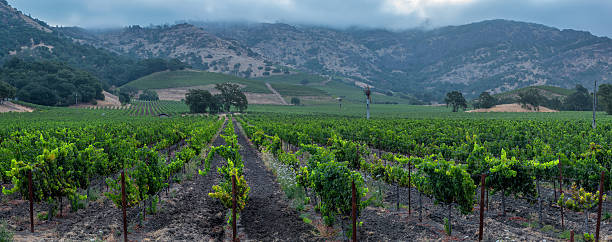 antes del amanecer en yountville, ca - california panoramic napa valley hill fotografías e imágenes de stock