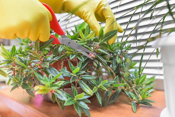 istock Pruning of dry leaves on houseplants. 590073886