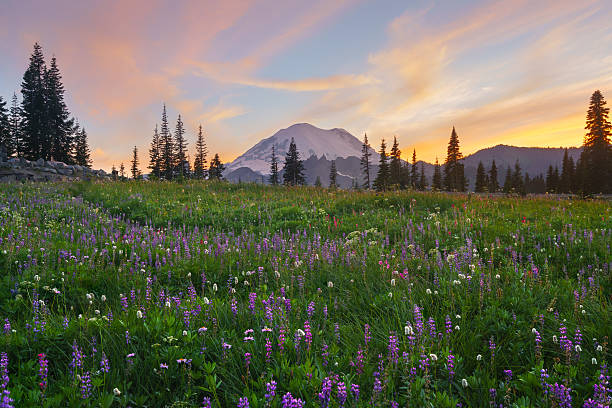 istock Wildflower Blooming at Tipsoo Lake, Mt.Rainier 590074496