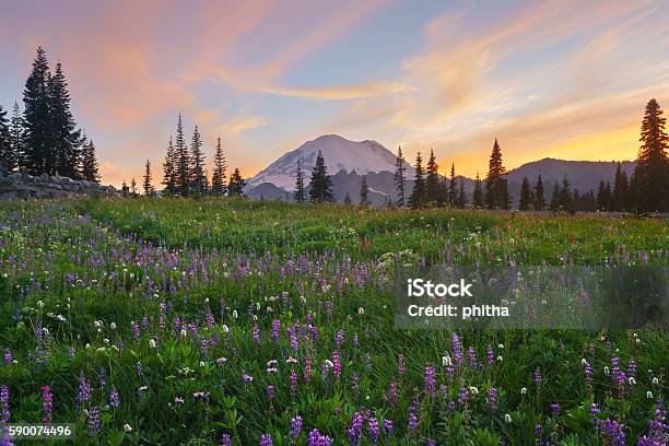 Wildflower Blooming At Tipsoo Lake Mtrainier Stock Photo - Download Image Now - Mt Rainier National Park, Summer, Adventure