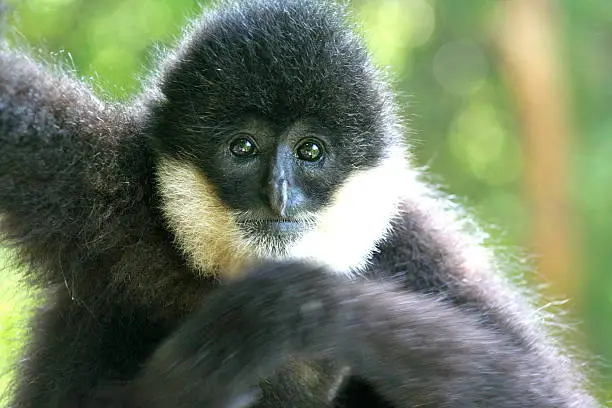 Close-up of a young southern white-cheeked crested gibbon in Khammouane province, Laos