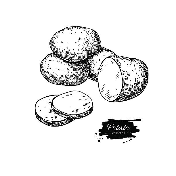 illustrations, cliparts, dessins animés et icônes de dessin vectoriel de pomme de terre. tas de pommes de terre isolées et morceau tranché. - pomme de terre illustrations