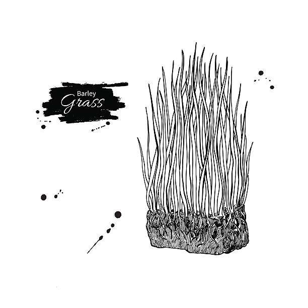 illustrazioni stock, clip art, cartoni animati e icone di tendenza di disegno superfood vettoriale in erba d'orzo. illu disegnata a mano isolata - barley grass illustrations