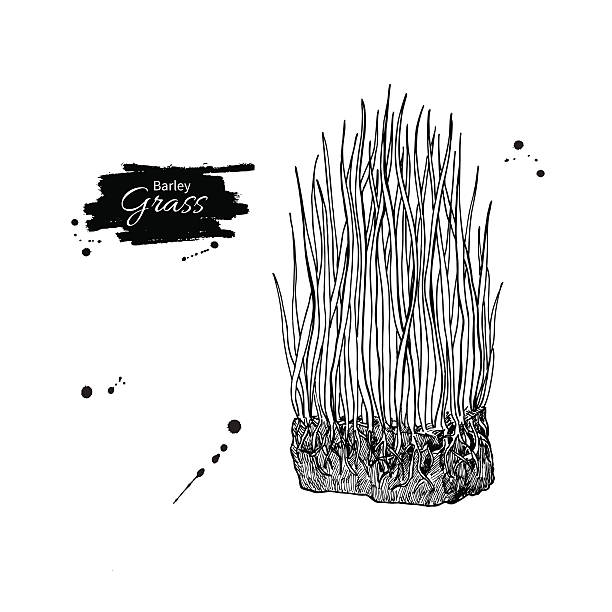 ячменная трава вектор суперпродуктов рисунок. изолированная рука обращается illu - barley grass illustrations stock illustrations