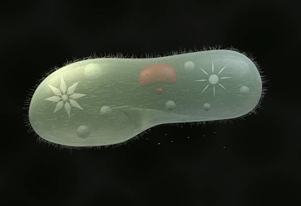 모델 생물학적 미생물 파라메슘 카우다툼 3d 일러스트 - paramecium 뉴스 사진 이미지