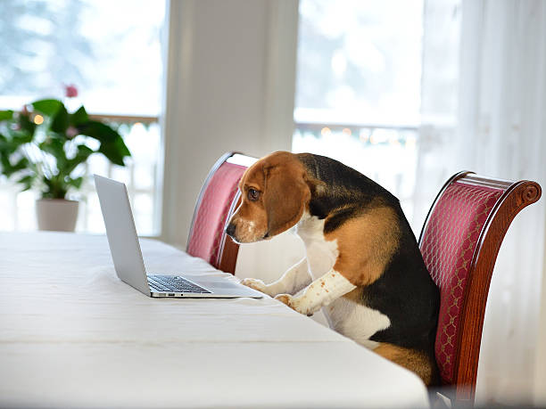 whaaaat! chien travaillant à domicile - animal cute exhaustion technology photos et images de collection