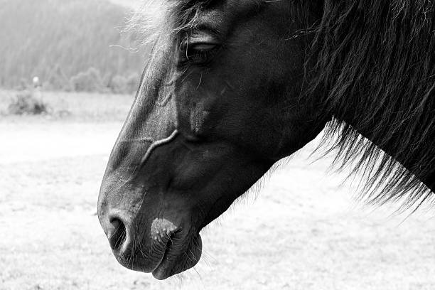 istock Dramatic portrait of horse 590078210