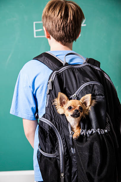 uno studente pre-adolescente riporta il suo cane a scuola. - chihuahua dog pet carrier puppy foto e immagini stock