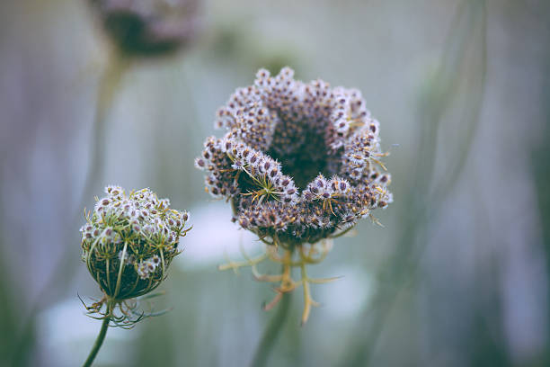 istock Queen Anne's Lace wildflowers background 590078490