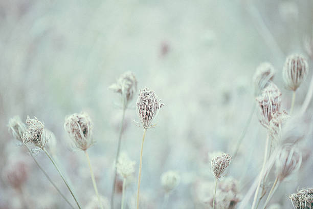 istock Queen Anne's Lace wildflowers background 590078534